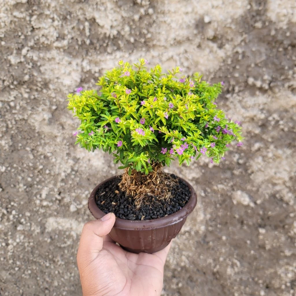 Fiddle Leaf Fig